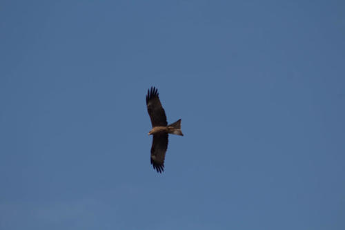 Black kite