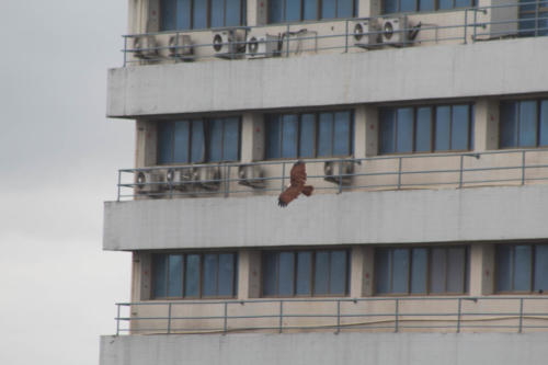 Brahminy kite