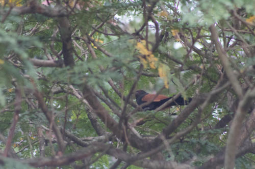 Coucal sp.