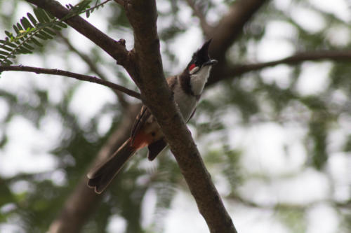 Red whiskered bulbul