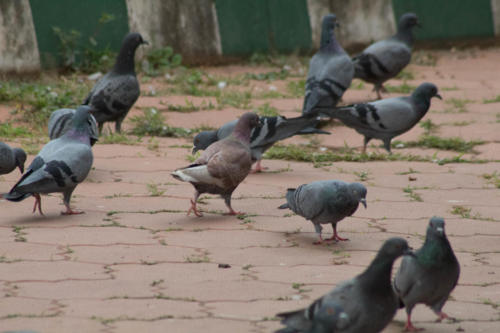 Pigeons