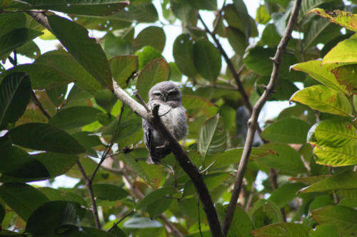 Owlet sp.