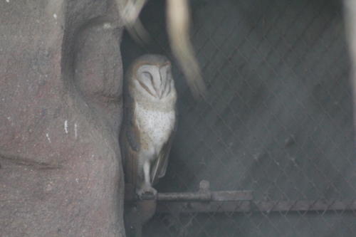 Owl sp.